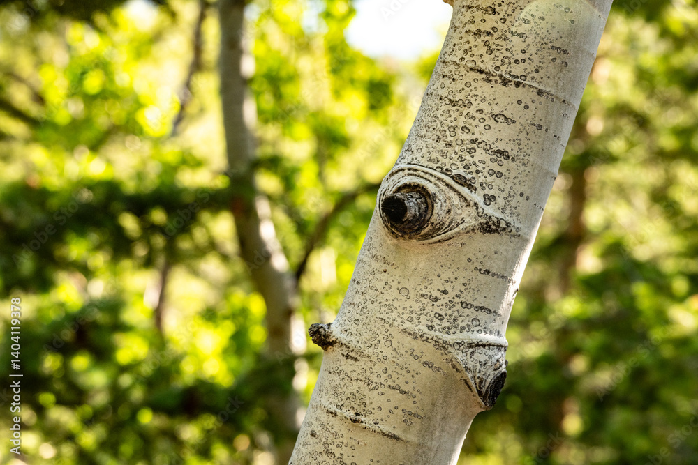 Knob on White Aspen Tree Trunk in Rocky Mountains
