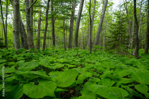 Low Angle Of Thick Green Forest Floor In Acadia