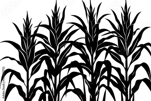 Silhouetted corn plants with husks in vector illustration