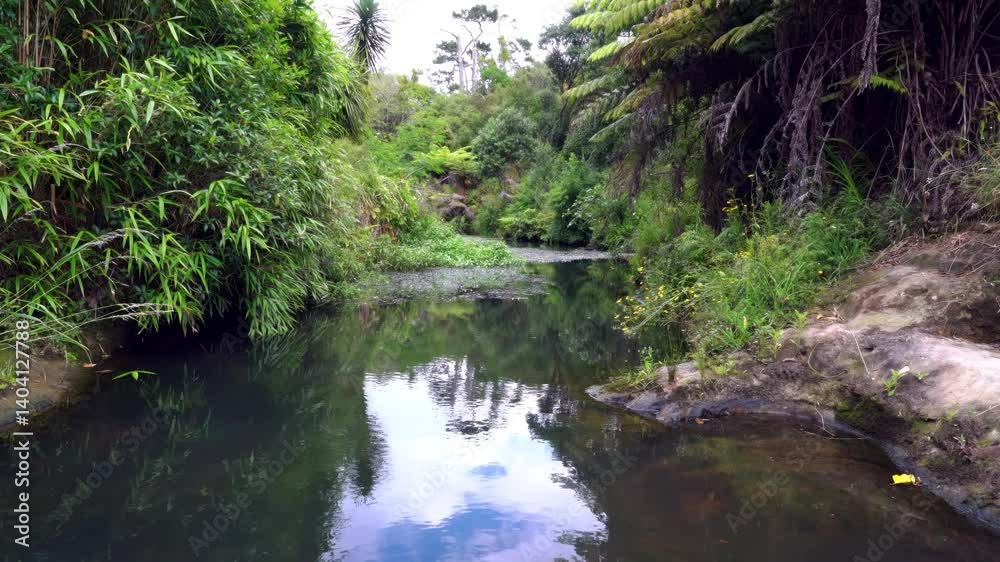 Oakley Creek in Auckland – Peaceful Urban Stream in Natural Setting Oakley Creek in Auckland – Peaceful Urban Stream in Natural Setting