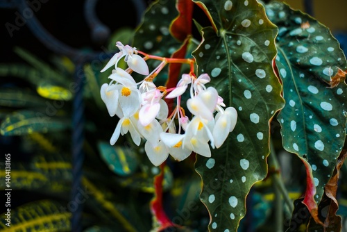 A cluster of delicate white begonia flowers with pink accents, surrounded by green leaves with white polka dots