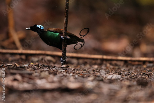 Wilson's bird-of-paradise (Diphyllodes respublica) is a species of passerine bird of the family Paradisaeidae.This photo was taken in Waigeo island, Indonesia.