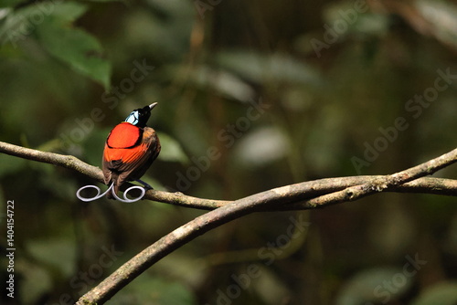 Wilson's bird-of-paradise (Diphyllodes respublica) is a species of passerine bird of the family Paradisaeidae.This photo was taken in Waigeo island, Indonesia.