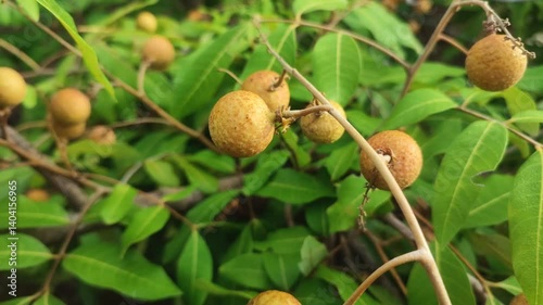 Ripe litchi fruits sway gently on slender branches as the wind blows gently, creating a soothing natural rhythm in this peaceful outdoor scene.