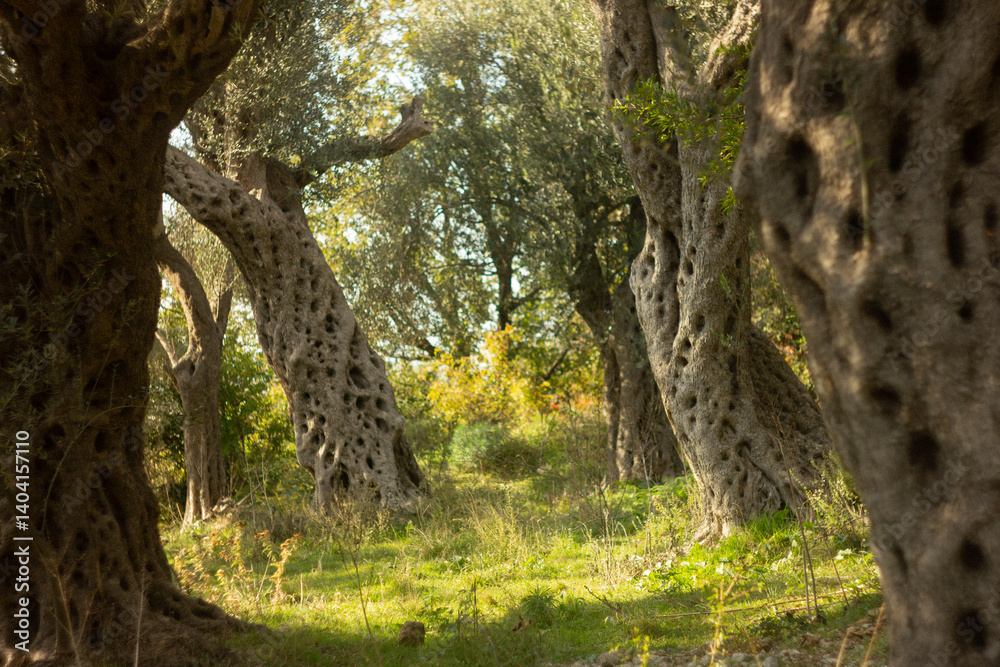 Fototapeta premium olive tree in the forest
