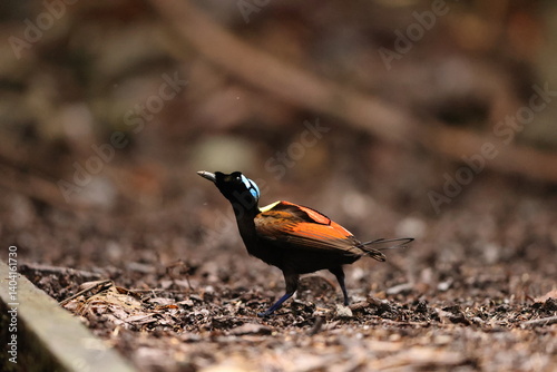 Wilson's bird-of-paradise (Diphyllodes respublica) is a species of passerine bird of the family Paradisaeidae.This photo was taken in Waigeo island, Indonesia.
