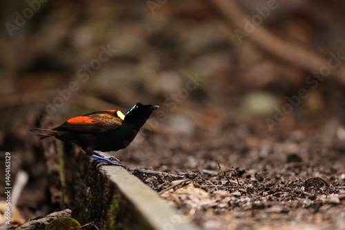 Wilson's bird-of-paradise (Diphyllodes respublica) is a species of passerine bird of the family Paradisaeidae.This photo was taken in Waigeo island, Indonesia.