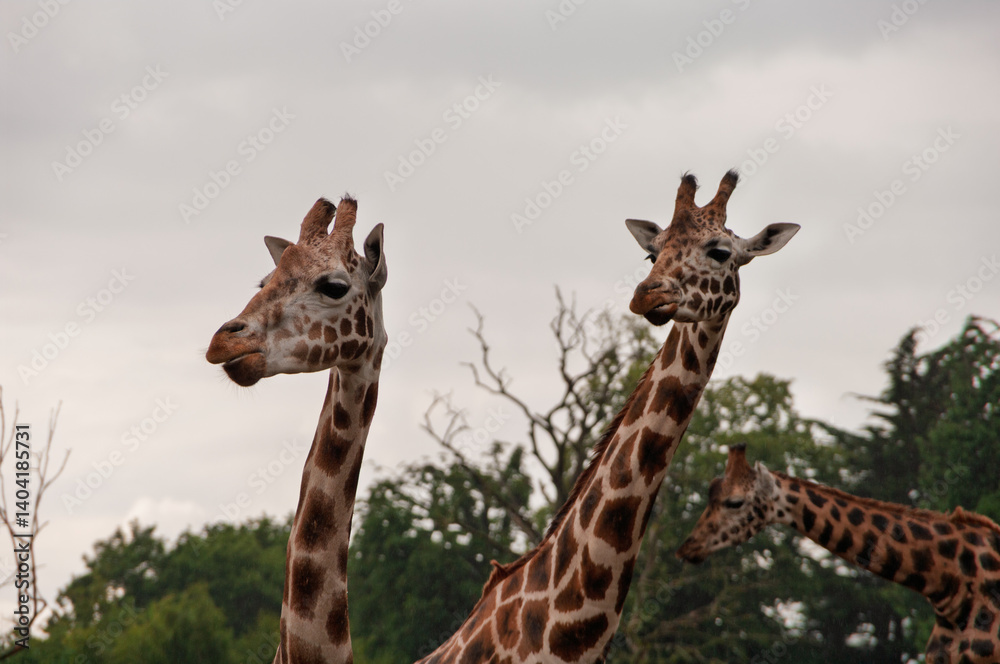 Naklejka premium Two giraffes standing next to each other in a forest