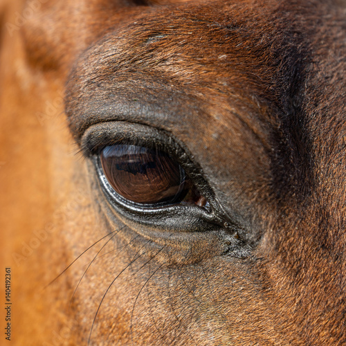 Wallpaper Mural Horse's eye Torontodigital.ca