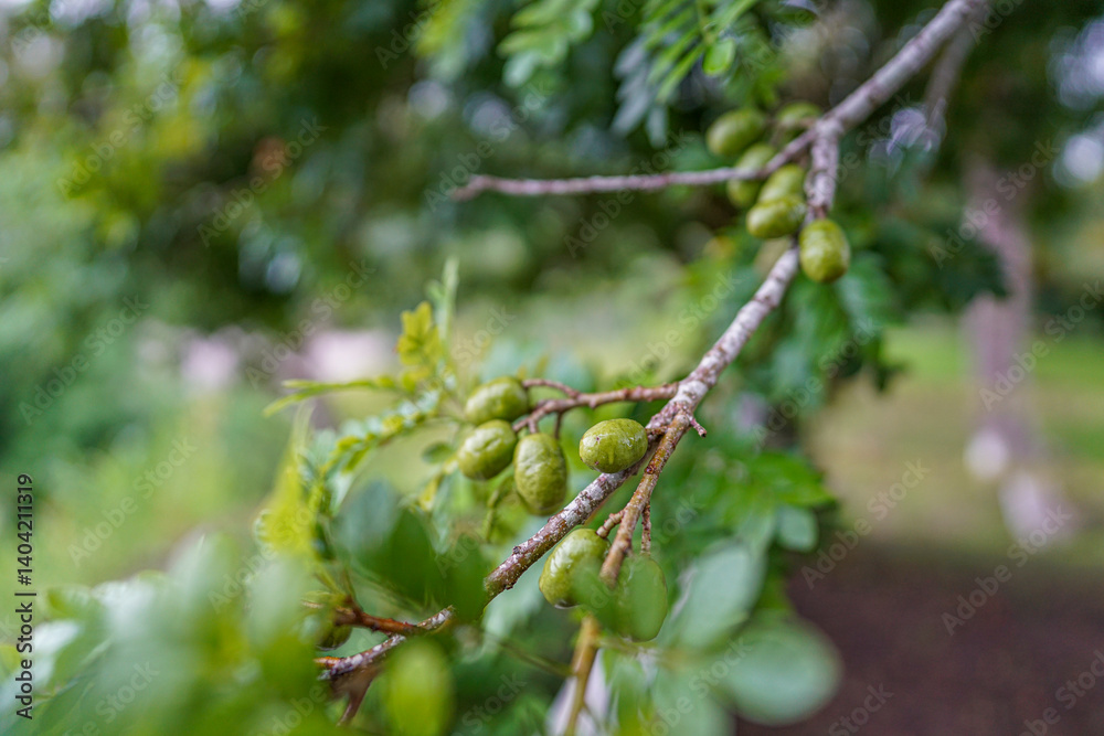 jocote plum tree, unripe fruit jocote plum tree, unripe fruit