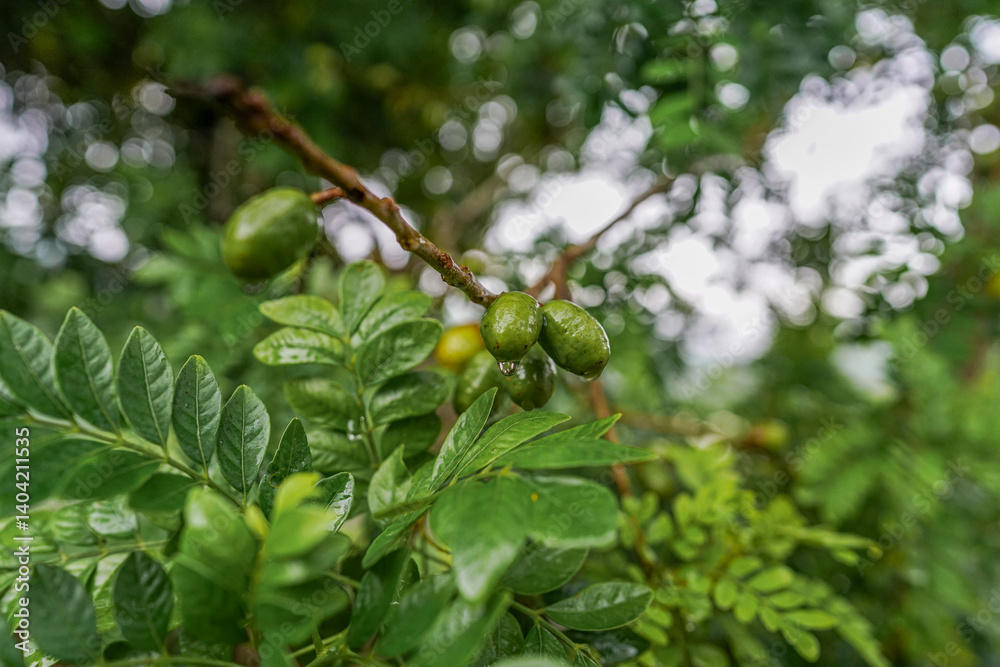 Obraz premium jocote plum tree, unripe fruit