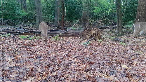 whitetail deer doe in rainy forest 