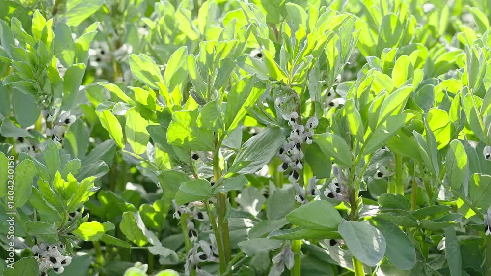 broad bean plant (Vicia faba) flower in the spring broad bean plant (Vicia faba) flower in the spring