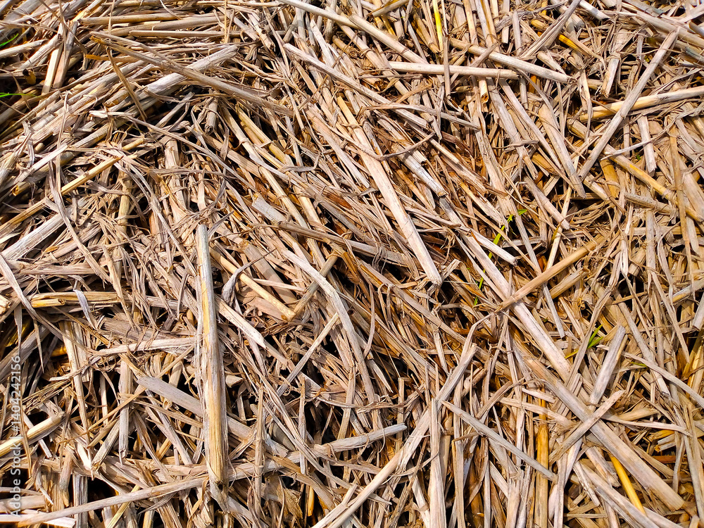Dry sugarcane stalks texture background – organic agricultural waste for biomass and composting. Tekstur batang tebu kering – limbah pertanian organik untuk biomassa dan pengomposan. Dry sugarcane stalks texture background – organic agricultural waste for biomass and composting. Tekstur batang tebu kering – limbah pertanian organik untuk biomassa dan pengomposan.