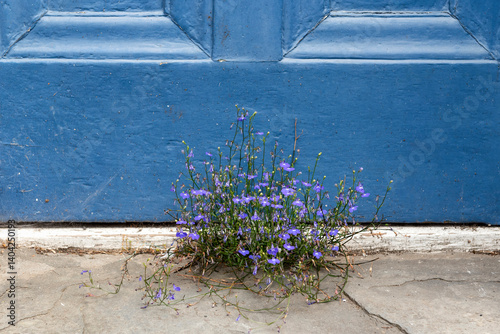 Lobelia plant against blue door