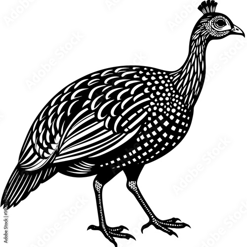 A Guineas bird is walking