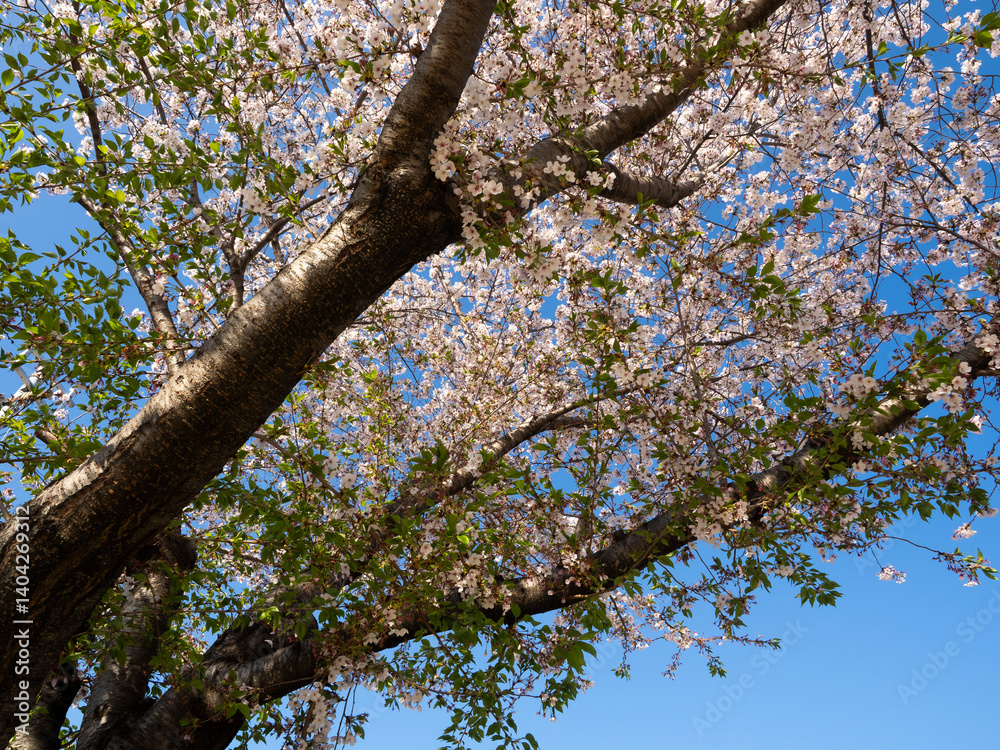 Fototapeta premium 散り始めた公園の桜