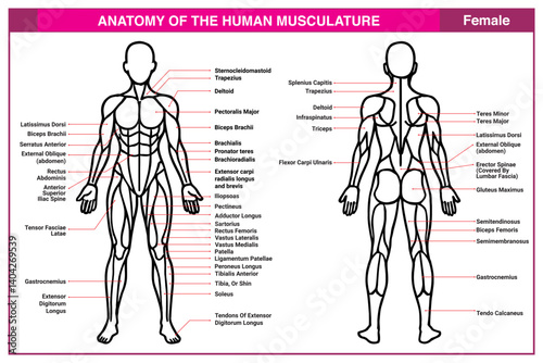 Anatomy of the Human Female M...