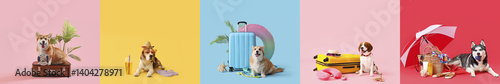 Photography Set of funny dogs and travel accessories on color background