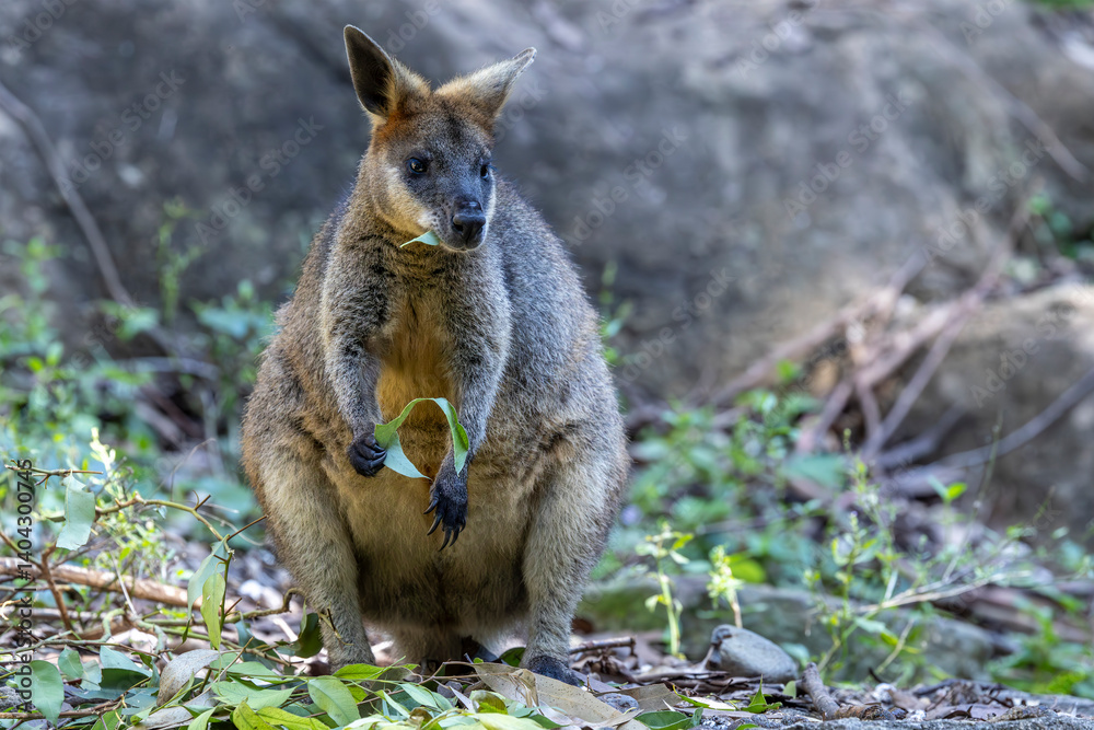 Australian Swamp Wallaby feeding on gum leaves Australian Swamp Wallaby feeding on gum leaves