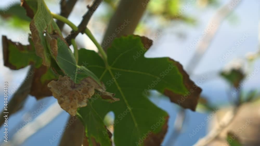 Dry leaves on branch with sea and waterfall Dry leaves on branch with sea and waterfall