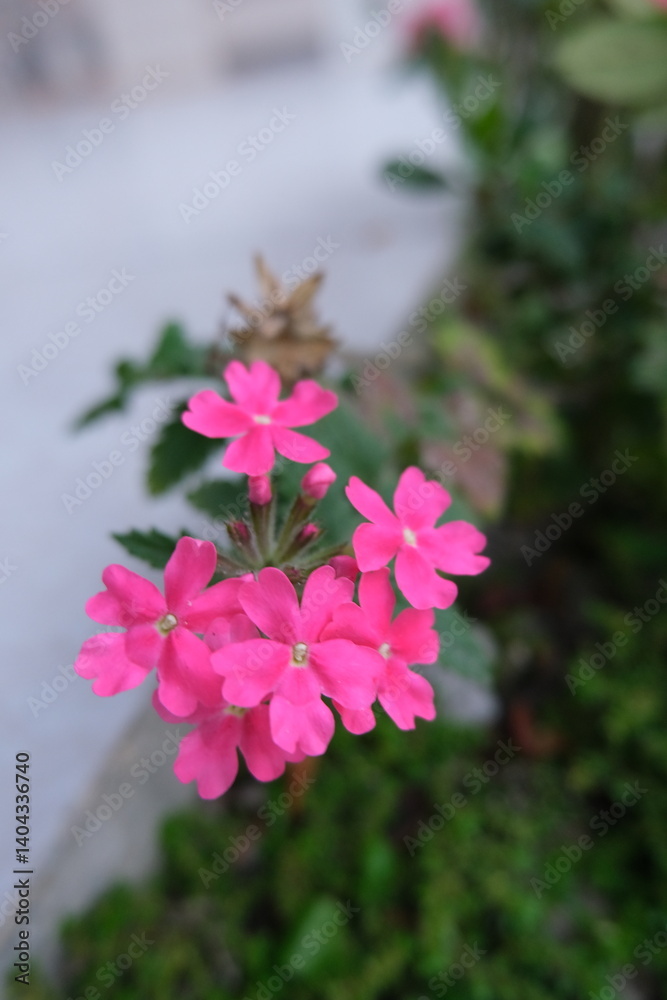 Obraz premium Small pink flowers are blooming in the garden