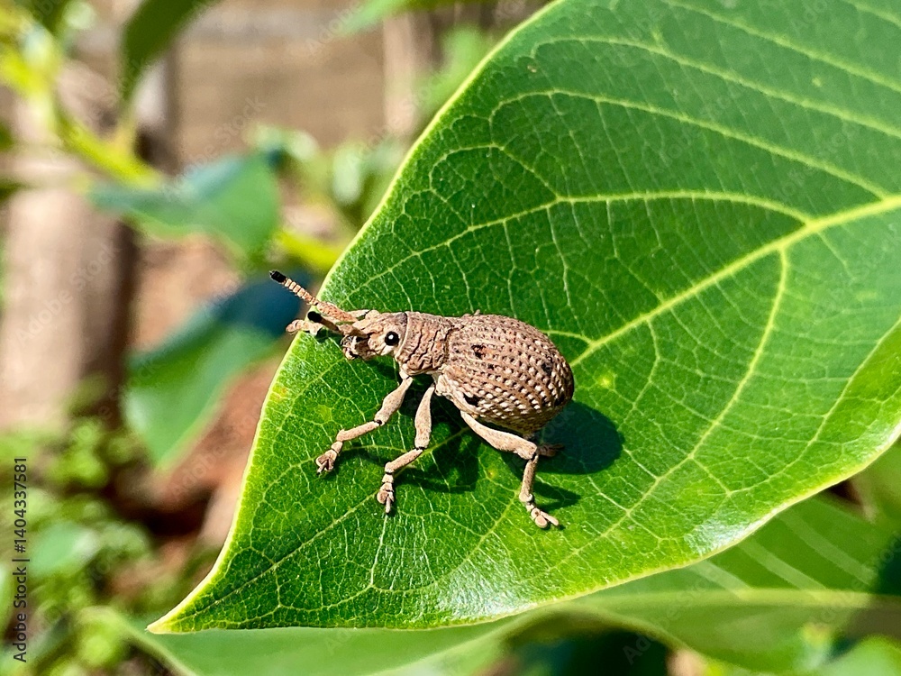 This is a close-up shot of a broad-nosed weevil, likely from the Entiminae subfamily, resting on a vibrant green leaf. The brown, textured insect with its characteristic snout is sharply in focus agai This is a close-up shot of a broad-nosed weevil, likely from the Entiminae subfamily, resting on a vibrant green leaf. The brown, textured insect with its characteristic snout is sharply in focus agai