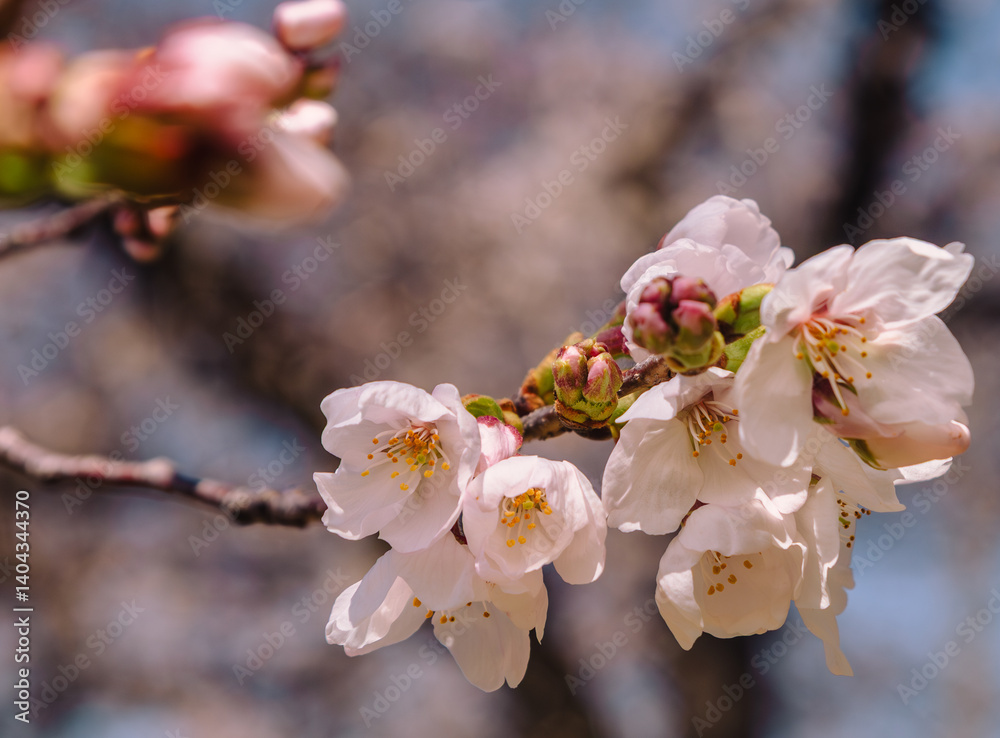 Fototapeta premium ソメイヨシノ桜2ー54