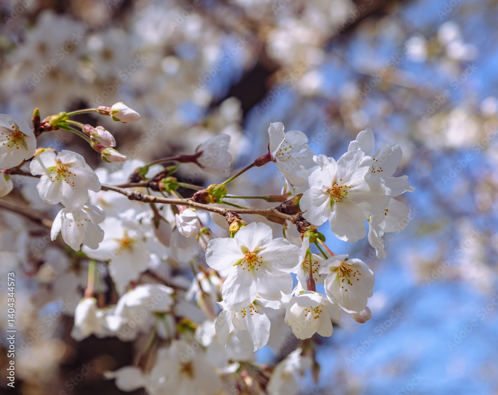 Obraz premium ソメイヨシノ桜2ー39