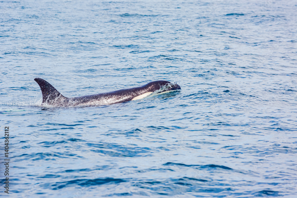 Obraz premium シャチ 