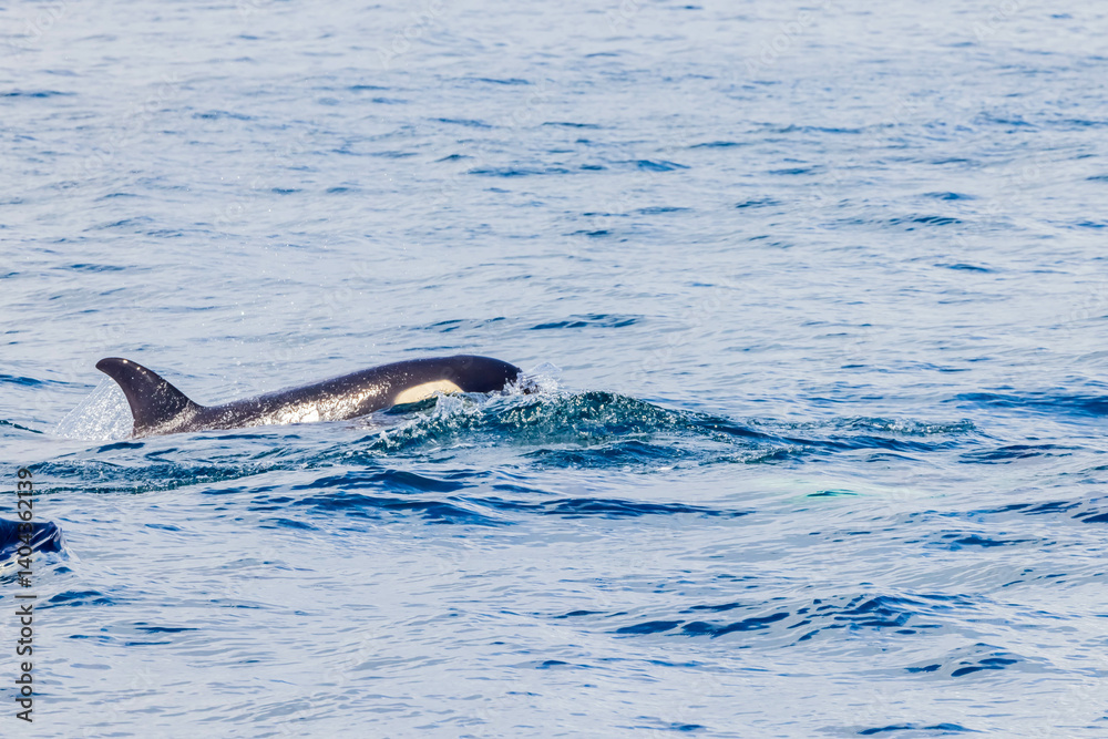 Fototapeta premium シャチ 