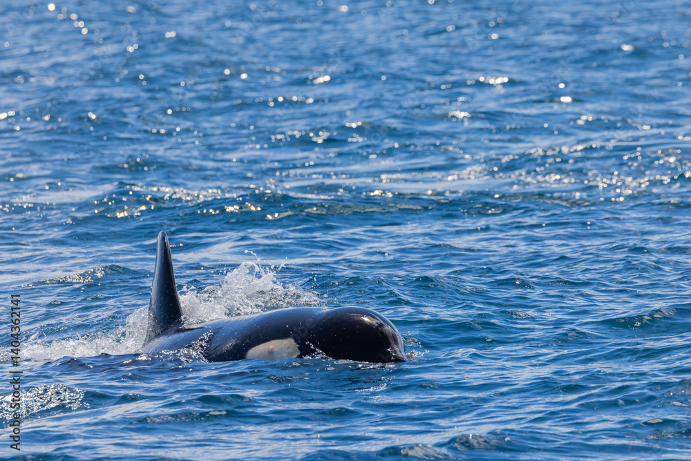 Fototapeta premium シャチ 