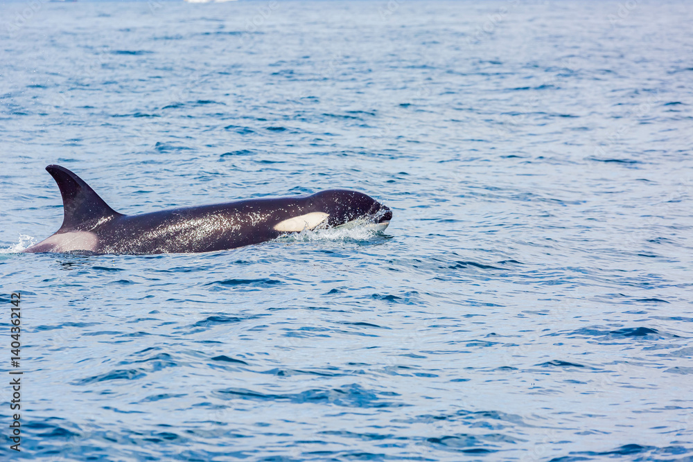 Fototapeta premium シャチ