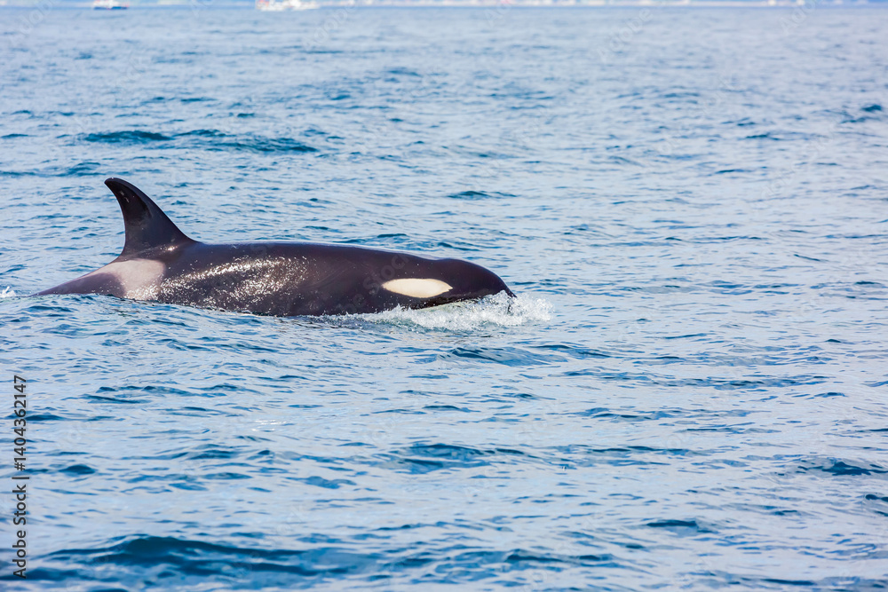 Fototapeta premium シャチ 