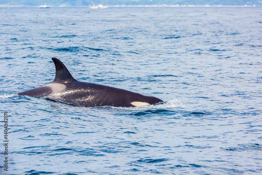 Naklejka premium シャチ 