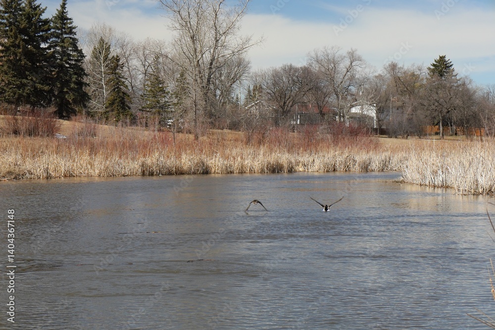 ducks on a spring river on a sunny day ducks on a spring river on a sunny day