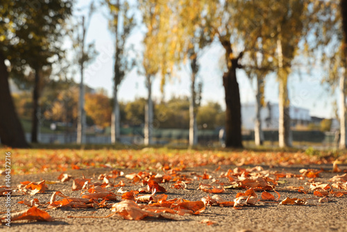 Fall leaves on ground in be...