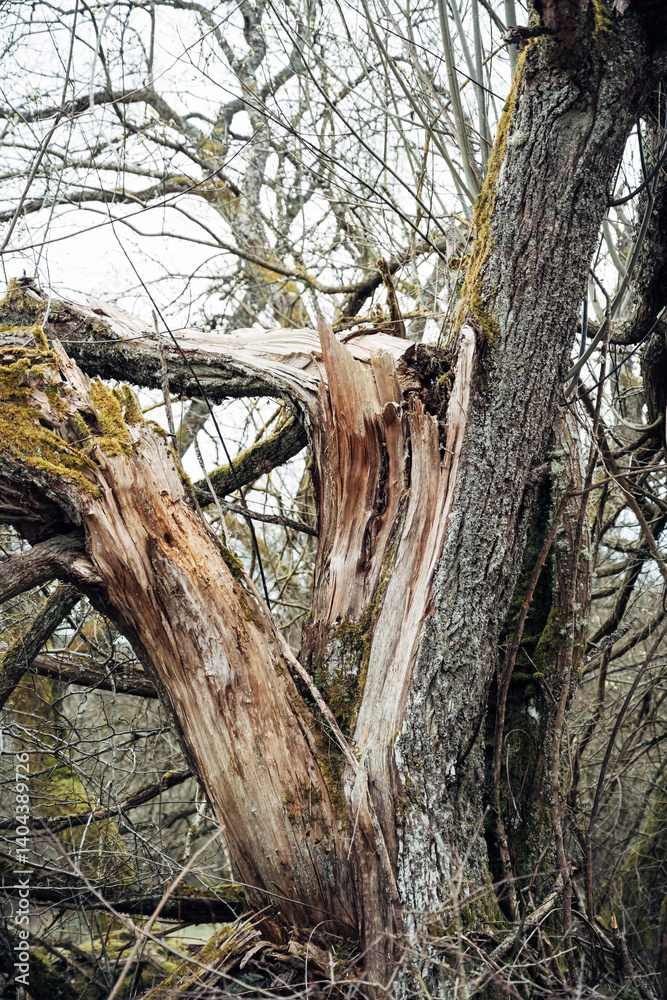 Obraz premium A tree with a large crack in it and moss growing on it