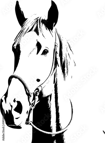 A timeless silhouette: The graceful form of a horse in black and white, embodying elegance and freedom.