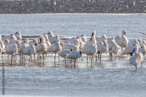 Photos Black-faced Spoonbill in Taiwan Habitat