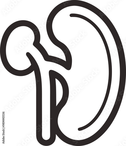 vector illustration of kidney