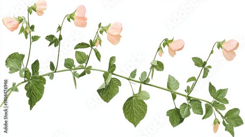 A delicate watercolor captures the ethereal beauty of sweet peas, their pastel petals unfurling in a dance of soft colors The artist's brushstrokes reveal the intricate details of each blossom