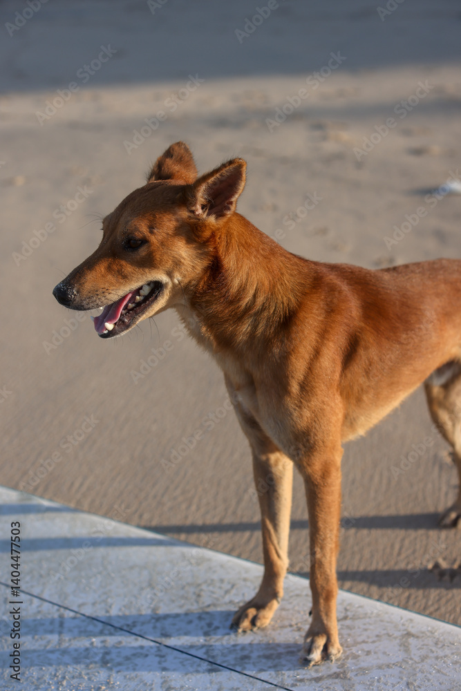 A friendly brown dog stands on a sidewalk, looking around excitedly A friendly brown dog stands on a sidewalk, looking around excitedly