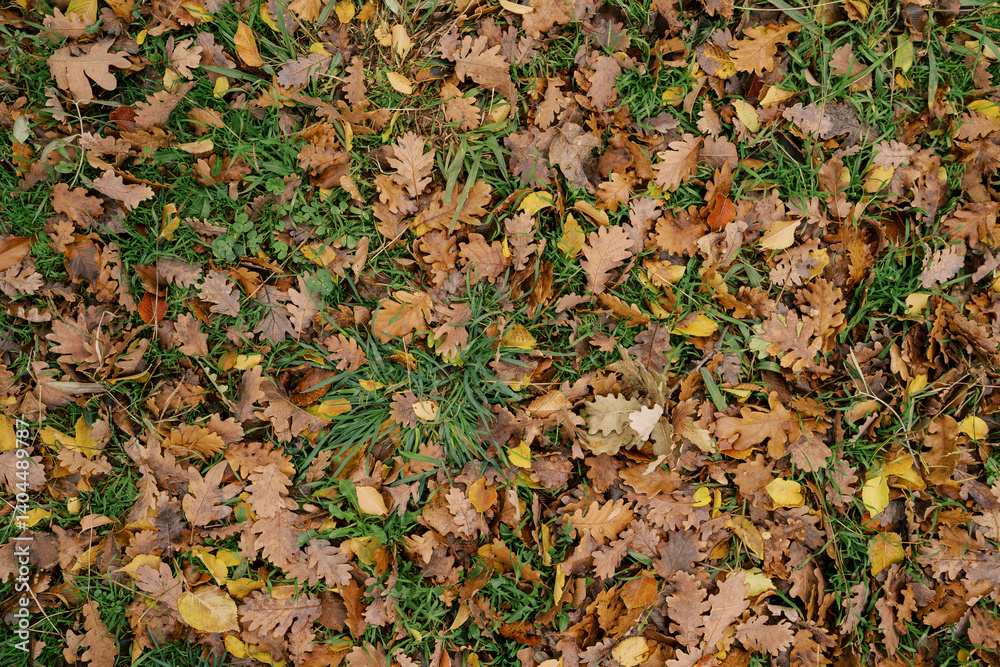 Autumn brown and yellow leaves lie on the green grass. Top view