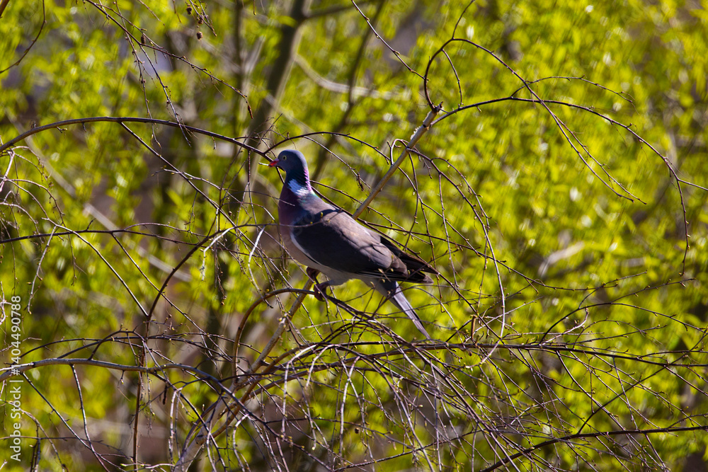 Fototapeta premium Витютень, вяхирь, Columba palumbus. Common wood pigeon, Large species in the pigeon family. 
