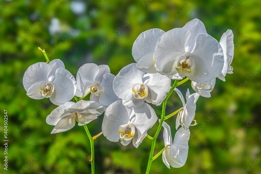White orchid in the sunlight.