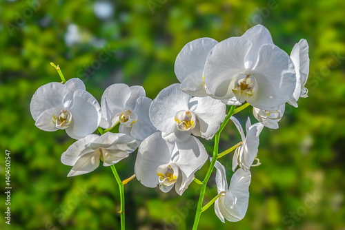 Obraz na płótnie White orchid in the sunlight. w salonie