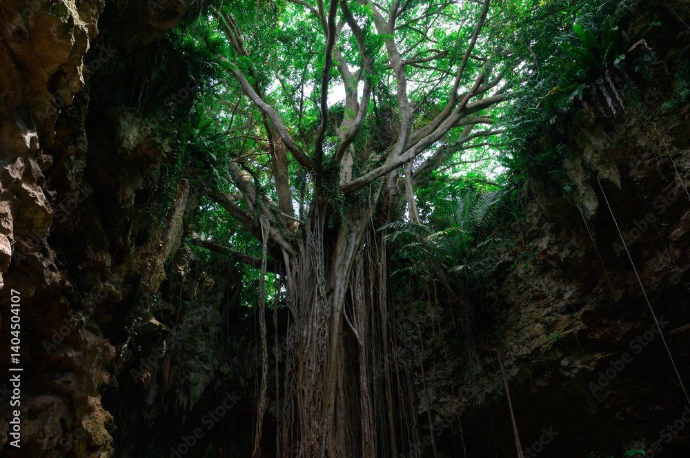 Obraz premium sun rays through the forest