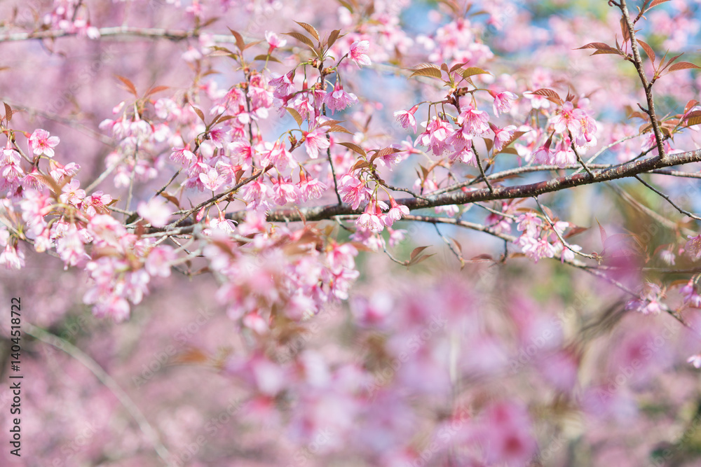 Blooming himalayan cherry blossoms or thai cherry, Prunus cerasoides (Wild Himalayan Cherry). soft focus Blooming himalayan cherry blossoms or thai cherry, Prunus cerasoides (Wild Himalayan Cherry). soft focus