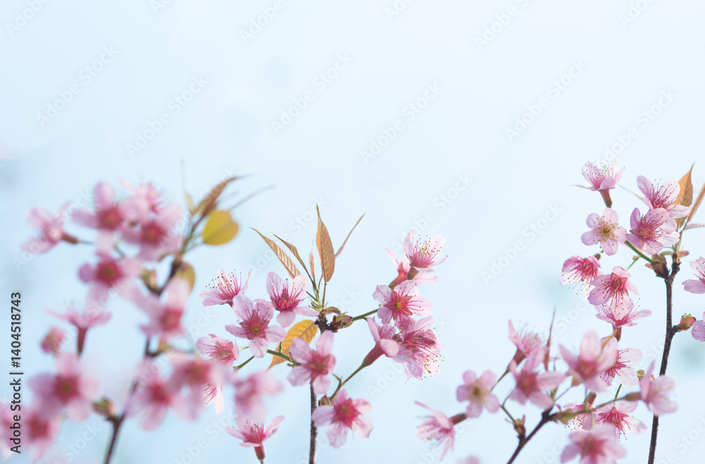 Bouquet of light pink Thai cherry blossoms blooming, Prunus cerasoides (Wild Himalayan Cherry). soft focus Bouquet of light pink Thai cherry blossoms blooming, Prunus cerasoides (Wild Himalayan Cherry). soft focus